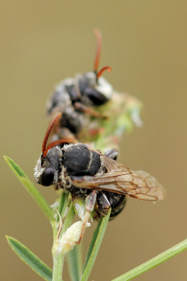 Nomiapis sp?...N. cfr. diversipes